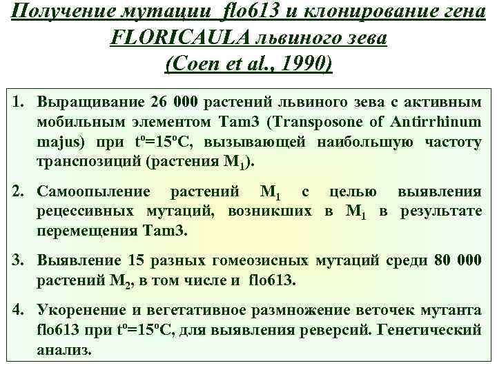 Получение мутации flo 613 и клонирование гена FLORICAULA львиного зева (Coen et al. ,