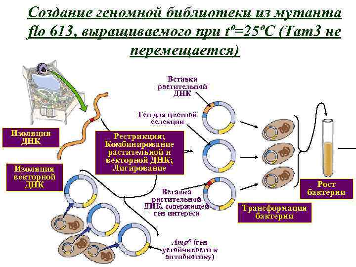 Создание геномной библиотеки из мутанта flo 613, выращиваемого при tº=25ºC (Тam 3 не перемещается)