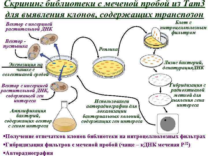 Скрининг библиотеки с меченой пробой из Tam 3 для выявления клонов, содержащих транспозон Блот