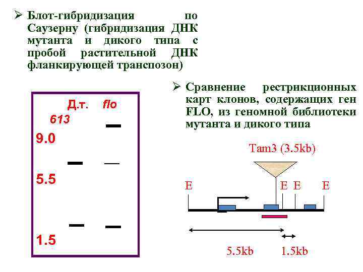 Ø Блот-гибридизация по Саузерну (гибридизация ДНК мутанта и дикого типа с пробой растительной ДНК