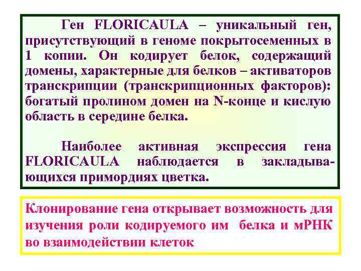 Ген FLORICAULA – уникальный ген, присутствующий в геноме покрытосеменных в 1 копии. Он кодирует