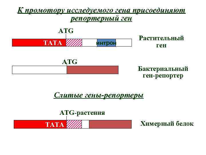 К промотору исследуемого гена присоединяют репортерный ген ATG ТАТА интрон ATG Растительный ген Бактериальный