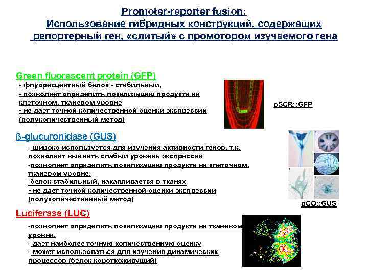 Promoter-reporter fusion: Использование гибридных конструкций, содержащих репортерный ген, «слитый» с промотором изучаемого гена Green