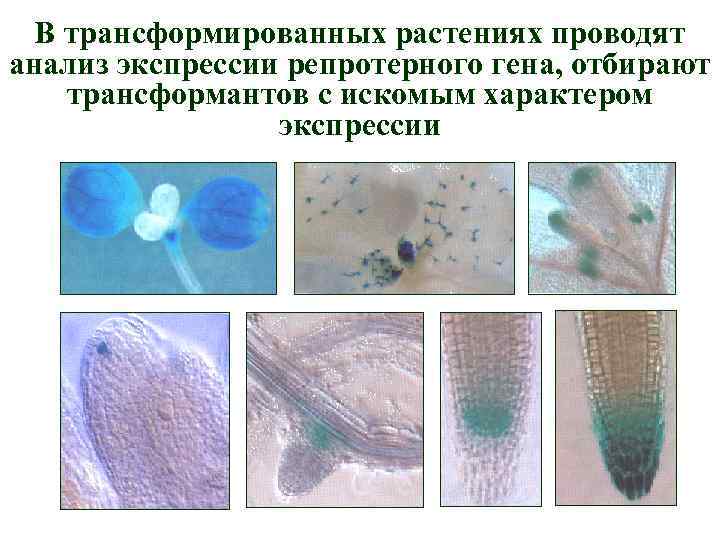 В трансформированных растениях проводят анализ экспрессии репротерного гена, отбирают трансформантов с искомым характером экспрессии
