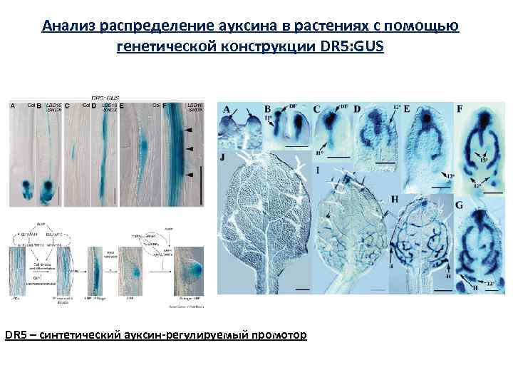 Анализ распределение ауксина в растениях с помощью генетической конструкции DR 5: GUS DR 5