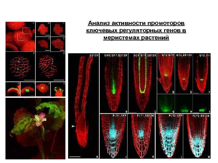 Анализ активности промоторов ключевых регуляторных генов в меристемах растений 