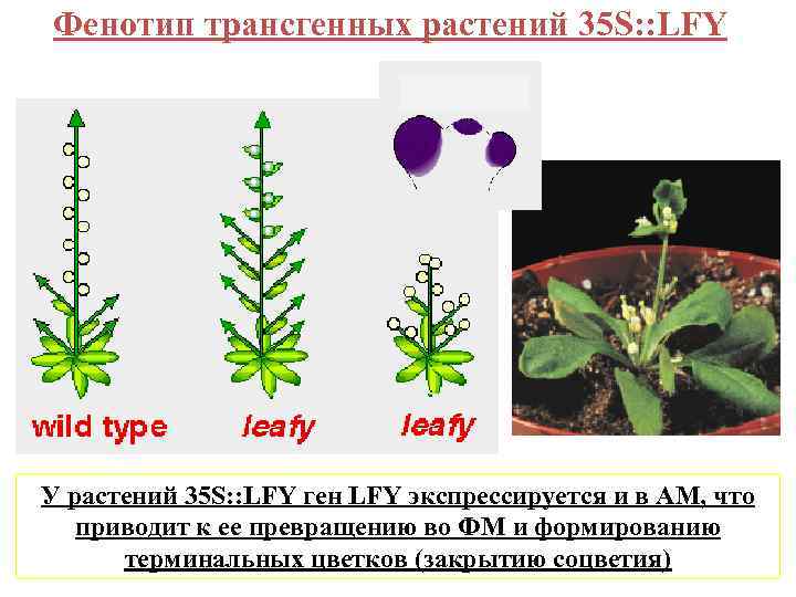 Фенотип трансгенных растений 35 S: : LFY У растений 35 S: : LFY ген