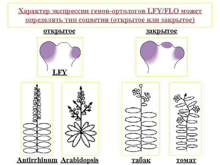 Характер экспрессии генов-ортологов LFY/FLO может определять тип соцветия (открытое или закрытое) открытое закрытое LFY