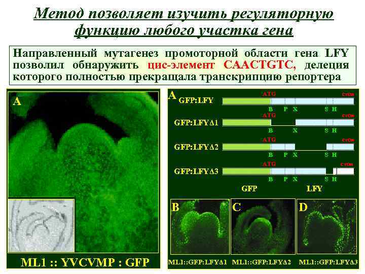 Метод позволяет изучить регуляторную функцию любого участка гена Направленный мутагенез промоторной области гена LFY