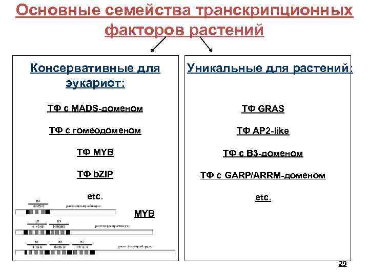 Основные семейства транскрипционных факторов растений Консервативные для эукариот: Уникальные для растений: ТФ с MADS-доменом