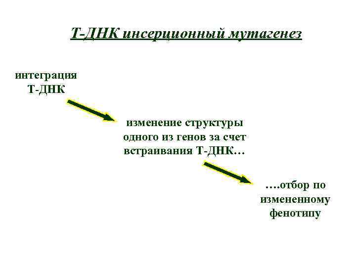 Т-ДНК инсерционный мутагенез интеграция Т-ДНК изменение структуры одного из генов за счет встраивания Т-ДНК…