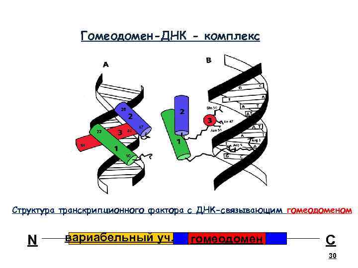 30 Гомеодомен-ДНК - комплекс Структура транскрипционного фактора с ДНК-связывающим гомеодоменом N вариабельный уч. гомеодомен