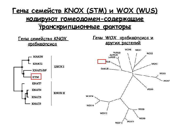 Гены семейств KNOX (STM) и WOX (WUS) кодируют гомеодомен-содержащие транскрипционные факторы Гены семейства KNOX