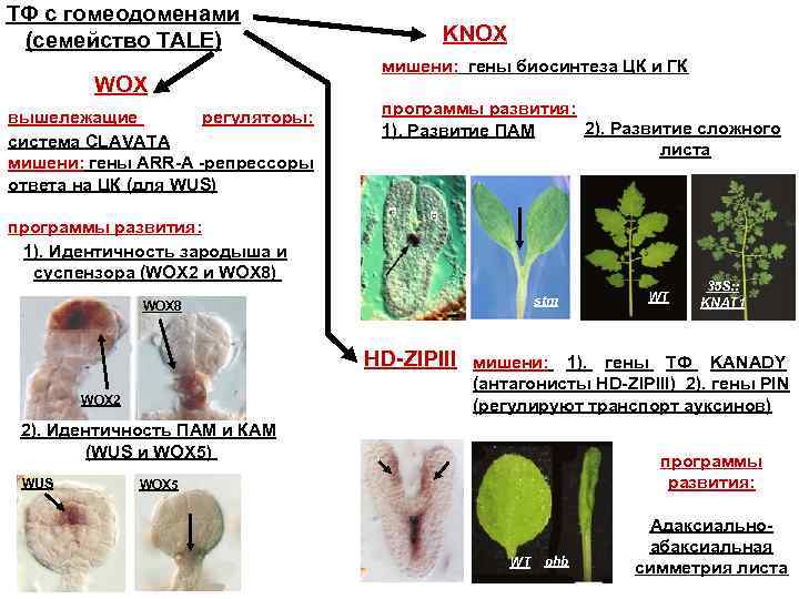 ТФ с гомеодоменами (семейство TALE) WOX вышележащие регуляторы: система CLAVATA мишени: гены ARR-A -репрессоры