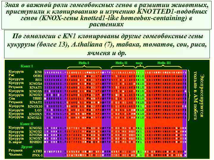 Зная о важной роли гомеобоксных генов в развитии животных, приступили к клонированию и изучению