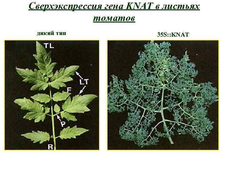 Сверхэкспрессия гена KNAT в листьях томатов дикий тип 35 S: : KNAT 