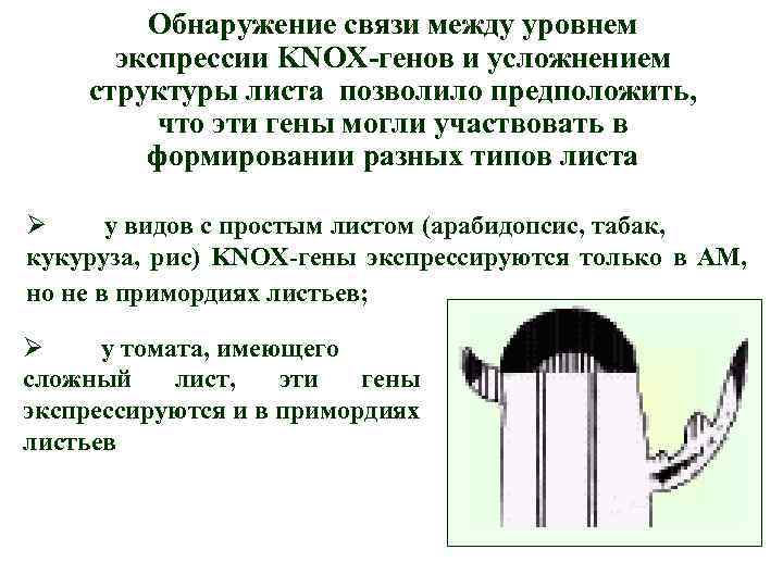 Обнаружение связи между уровнем экспрессии KNOX-генов и усложнением структуры листа позволило предположить, что эти