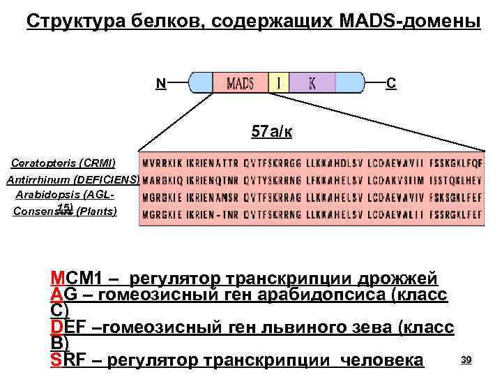 Структура белков, содержащих MADS-домены N C 57 а/к Ceratopteris (CRMl) Antirrhinum (DEFICIENS) Arabidopsis (AGL