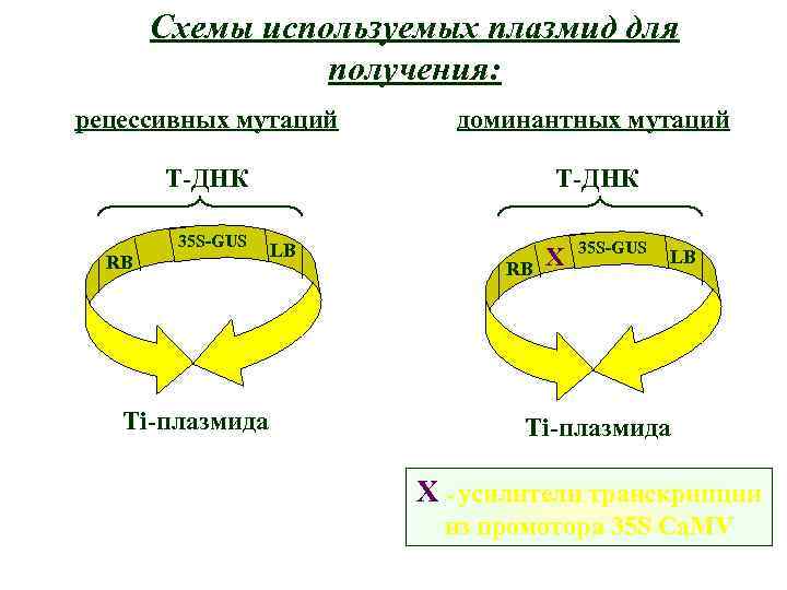 Схемы используемых плазмид для получения: рецессивных мутаций доминантных мутаций T-ДНК 35 S-GUS RB Ti-плазмида