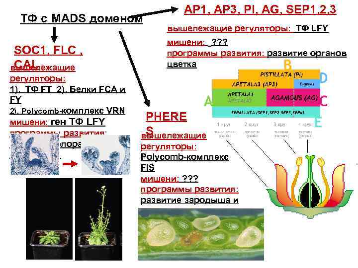 ТФ с MADS доменом SOC 1, FLC , CAL вышележащие регуляторы: 1). ТФ FT