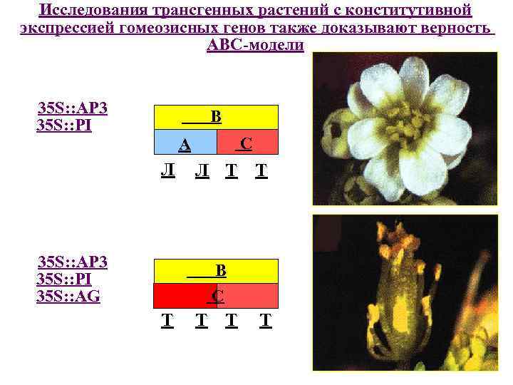 Исследования трансгенных растений с конститутивной экспрессией гомеозисных генов также доказывают верность АВС-модели 35 S: