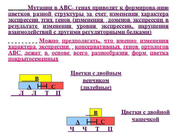 Мутации в АВС- генах приводят к формирова-нию цветков разной структуры за счет изменения характера