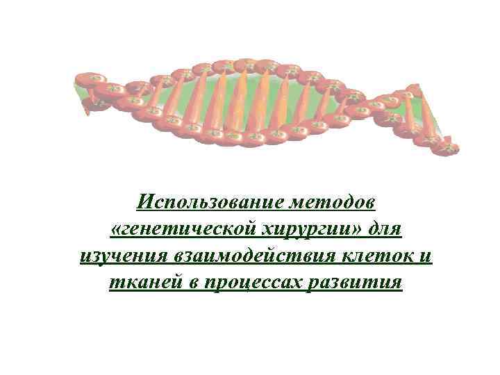 Использование методов «генетической хирургии» для изучения взаимодействия клеток и тканей в процессах развития 