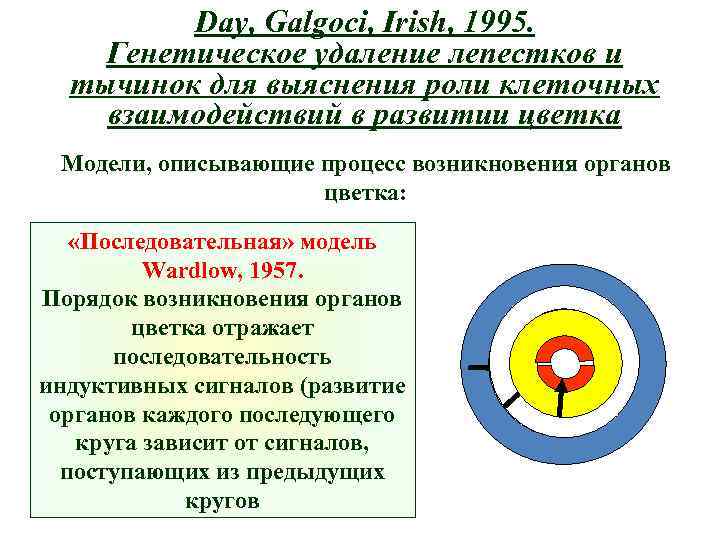 Day, Galgoci, Irish, 1995. Генетическое удаление лепестков и тычинок для выяснения роли клеточных взаимодействий