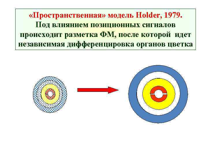  «Пространственная» модель Holder, 1979. Под влиянием позиционных сигналов происходит разметка ФМ, после которой