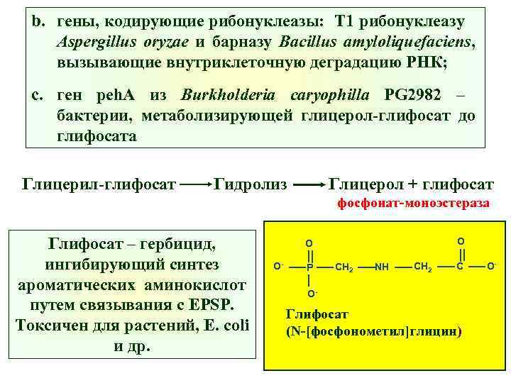 b. гены, кодирующие рибонуклеазы: Т 1 рибонуклеазу Aspergillus oryzae и барназу Bacillus amyloliquefaciens, вызывающие