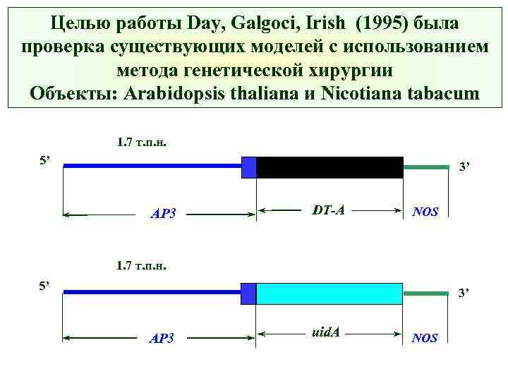 Целью работы Day, Galgoci, Irish (1995) была проверка существующих моделей с использованием метода генетической