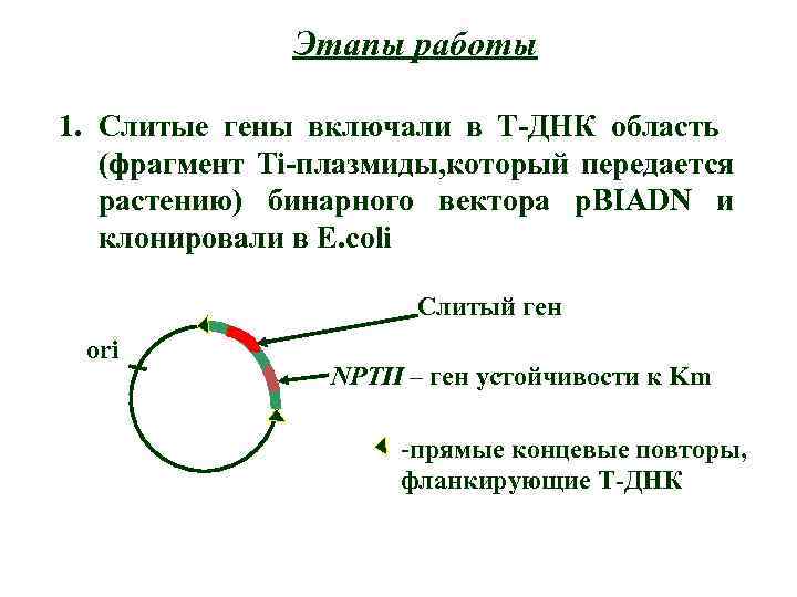 Этапы работы 1. Слитые гены включали в Т-ДНК область (фрагмент Ti-плазмиды, который передается растению)