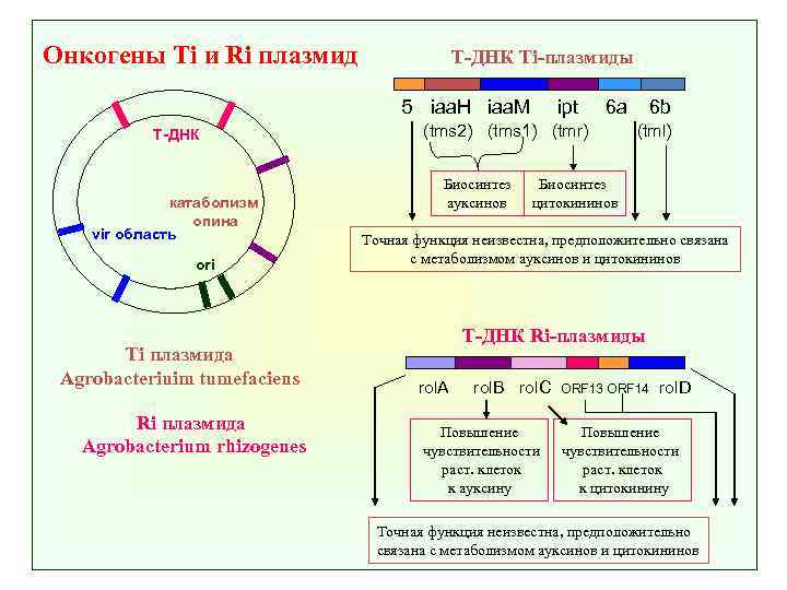 Онкогены Ti и Ri плазмид Т-ДНК Ti-плазмиды 5 iaa. H iaa. M Т-ДНК катаболизм