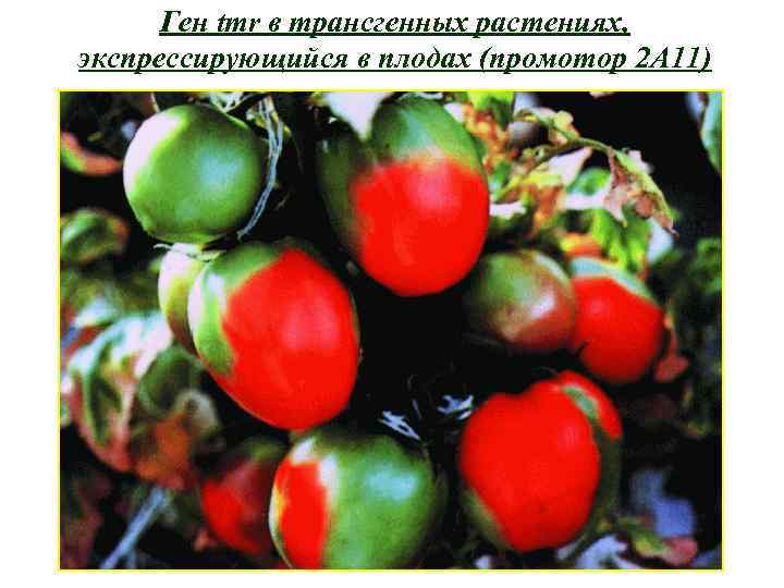 Ген tmr в трансгенных растениях, экспрессирующийся в плодах (промотор 2 А 11) 