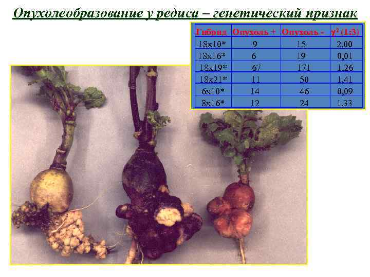 Опухолеобразование у редиса – генетический признак Гибрид Опухоль + Опухоль - 2 (1: 3)