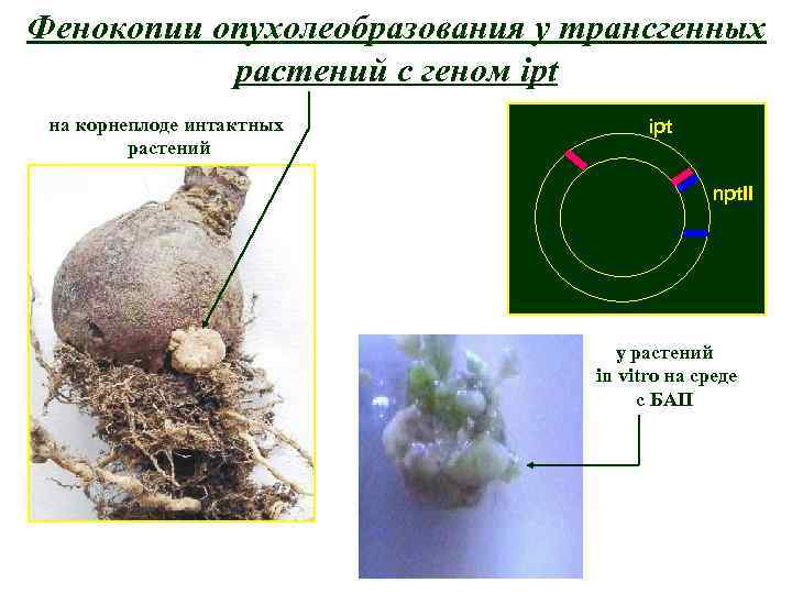 Фенокопии опухолеобразования у трансгенных растений с геном ipt на корнеплоде интактных растений ipt npt.