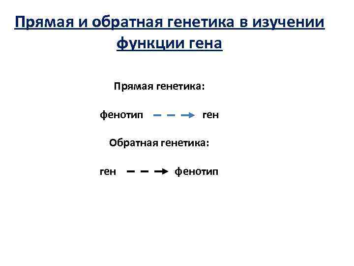 Прямая и обратная генетика в изучении функции гена Прямая генетика: фенотип ген Обратная генетика: