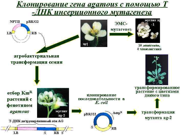 Клонирование гена agamous с помощью Т -ДНК инсерционного мутагенеза NPTII p. BR 322 ЭМСмутагенез