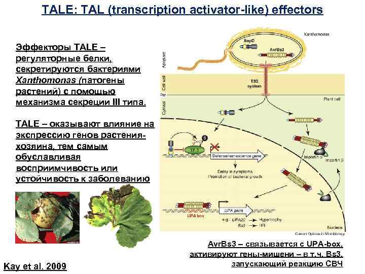 TALE: TAL (transcription activator-like) effectors Эффекторы TALE – регуляторные белки, секретируются бактериями Xanthomonas (патогены