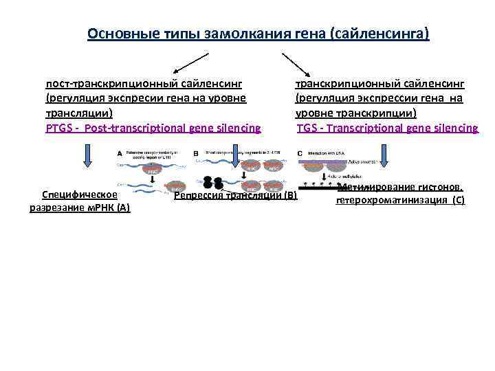 Основные типы замолкания гена (сайленсинга) пост-транскрипционный сайленсинг (регуляция экспресии гена на уровне трансляции) PTGS