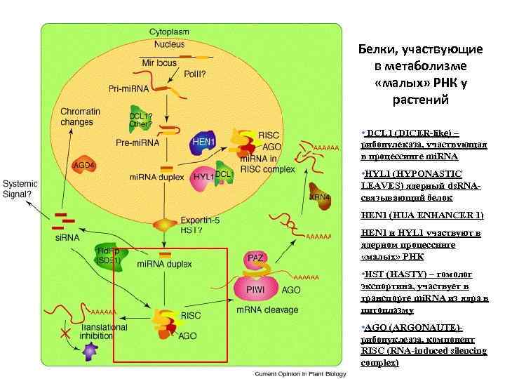 Белки, участвующие в метаболизме «малых» РНК у растений • DCL 1 (DICER-like) – рибонулеказа,