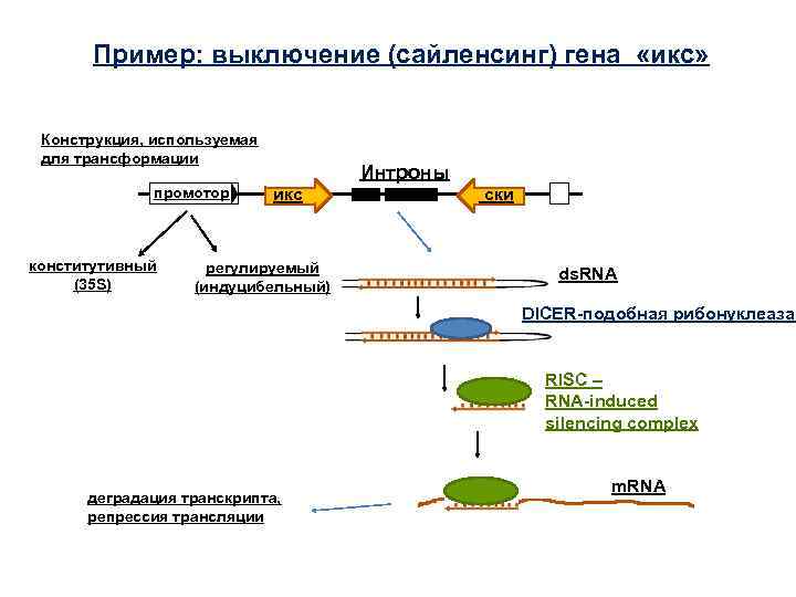 Пример: выключение (сайленсинг) гена «икс» Конструкция, используемая для трансформации промотор конститутивный (35 S) Интроны