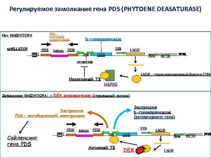 Регулируемое замолкание гена PDS (PHYTOENE DEASATURASE) PDSPHYTOENE DEASATURASE Нет ИНДУКТОРА p. HELLSTOP PDS intron