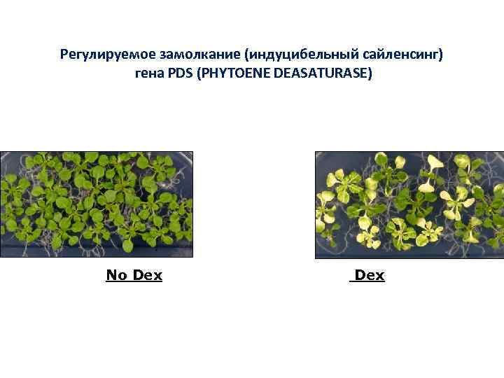 Регулируемое замолкание (индуцибельный сайленсинг) гена PDS (PHYTOENE DEASATURASE) No Dex 