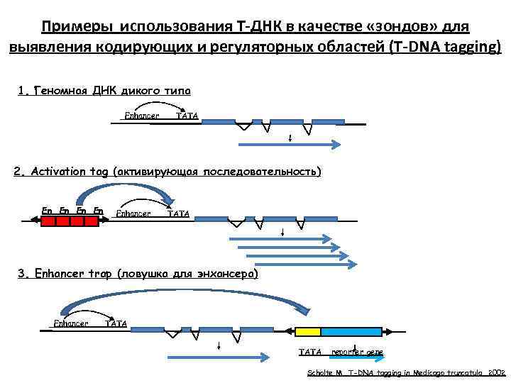 Примеры использования Т-ДНК в качестве «зондов» для выявления кодирующих и регуляторных областей (Т-DNA tagging)