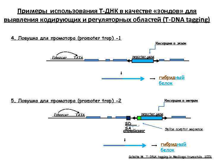 Примеры использования Т-ДНК в качестве «зондов» для выявления кодирующих и регуляторных областей (Т-DNA tagging)