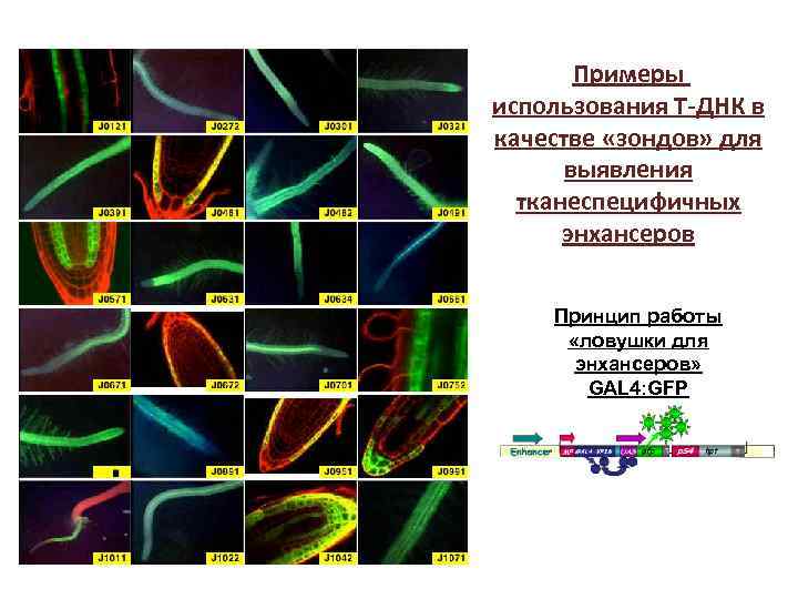 Примеры использования Т-ДНК в качестве «зондов» для выявления тканеспецифичных энхансеров Принцип работы «ловушки для