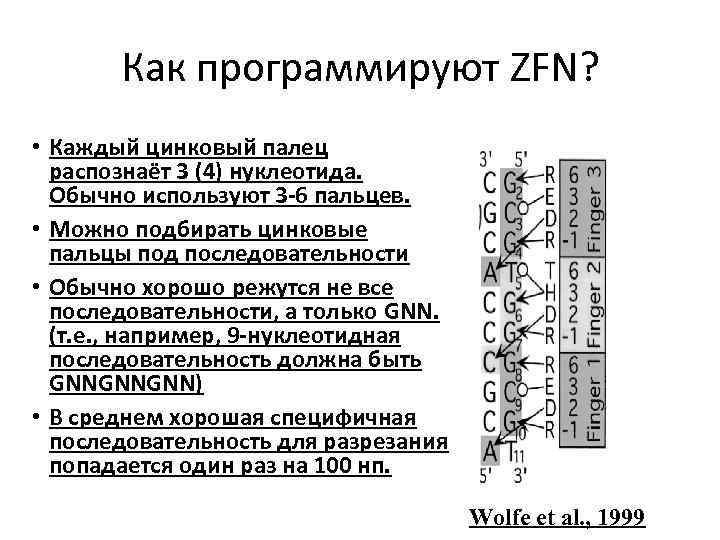 Как программируют ZFN? • Каждый цинковый палец распознаёт 3 (4) нуклеотида. Обычно используют 3