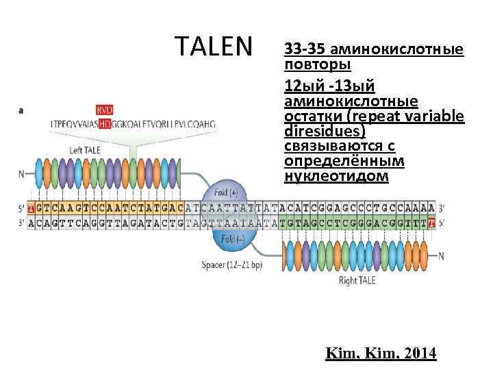 TALEN 33 -35 аминокислотные повторы 12 ый -13 ый аминокислотные остатки (repeat variable diresidues)