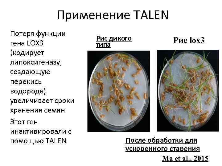 Применение TALEN Потеря функции гена LOX 3 (кодирует липоксигеназу, создающую перекись водорода) увеличивает сроки